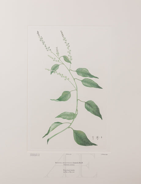 Banks Florilegium, Part 12, Plate 262