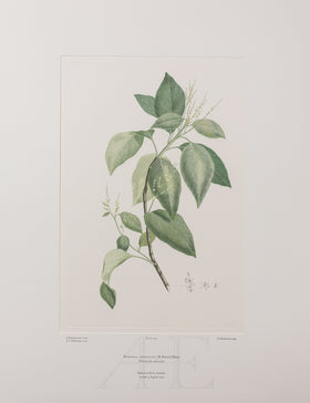 Banks Florilegium, Part 12, Plate 263