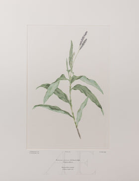 Banks Florilegium, Part 12, Plate 264