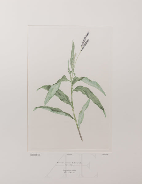 Banks Florilegium, Part 12, Plate 264