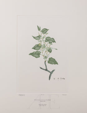 Banks Florilegium, Part 12, Plate 265