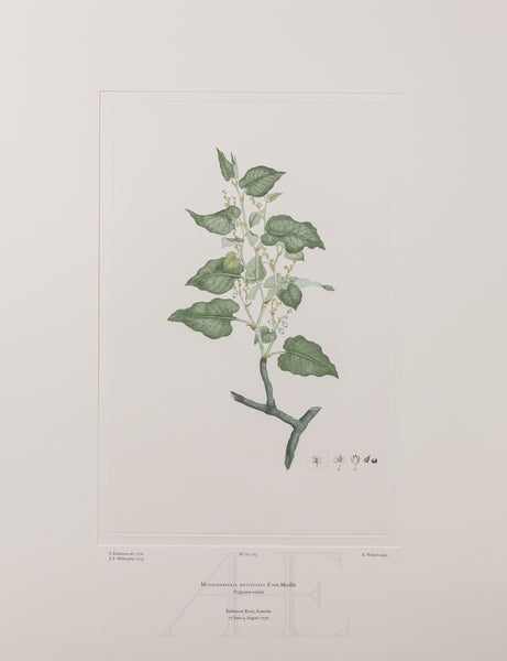 Banks Florilegium, Part 12, Plate 265