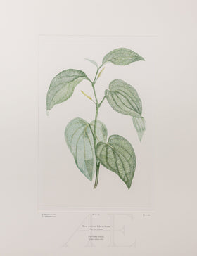 Banks Florilegium, Part 12, Plate 266