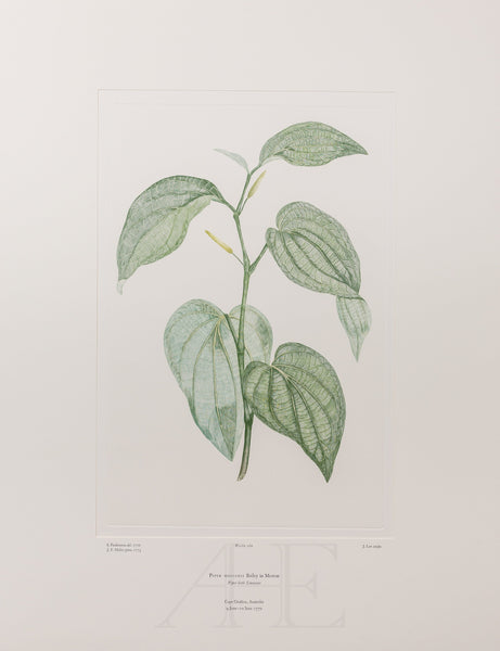 Banks Florilegium, Part 12, Plate 266