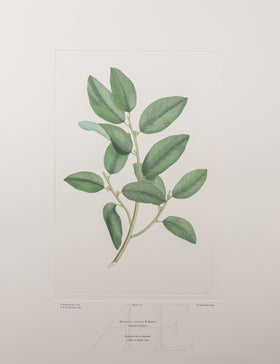 Banks Florilegium, Part 12, Plate 267