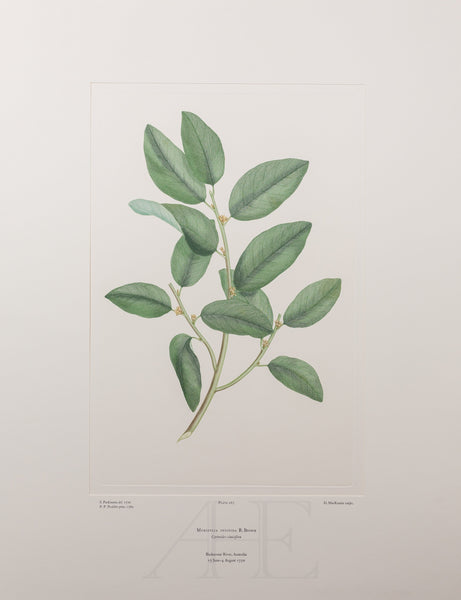 Banks Florilegium, Part 12, Plate 267