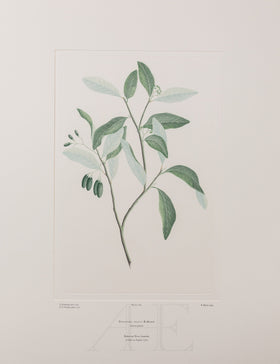Banks Florilegium, Part 12, Plate 268