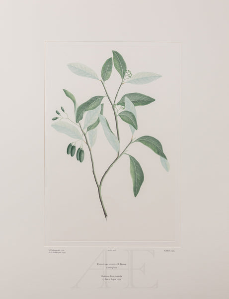 Banks Florilegium, Part 12, Plate 268