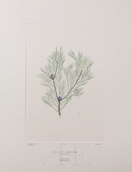 Banks Florilegium, Part 12, Plate 269