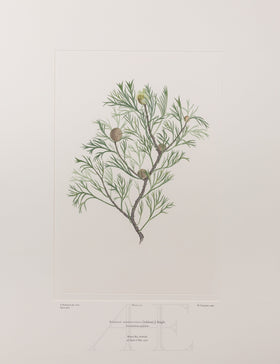 Banks Florilegium, Part 12, Plate 270