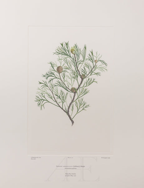 Banks Florilegium, Part 12, Plate 270