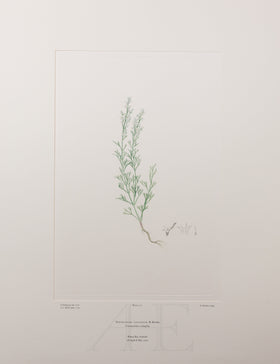 Banks Florilegium, Part 13, Plate 271