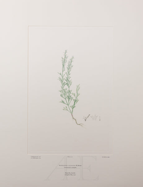 Banks Florilegium, Part 13, Plate 271