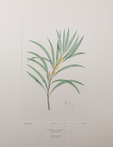 Banks Florilegium, Part 13, Plate 272
