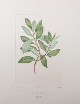 Banks Florilegium, Part 13, Plate 273