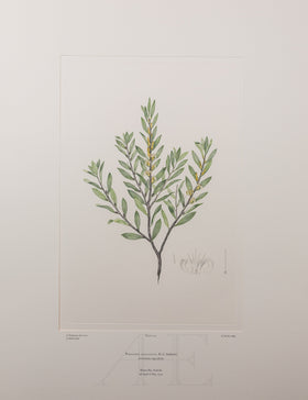 Banks Florilegium, Part 13, Plate 274