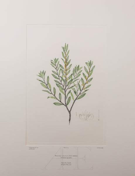Banks Florilegium, Part 13, Plate 274