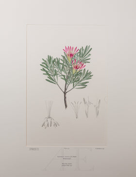 Banks Florilegium, Part 13, Plate 276