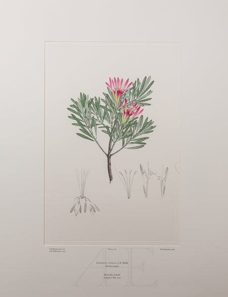 Banks Florilegium, Part 13, Plate 276