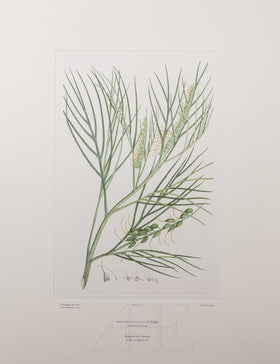 Banks Florilegium, Part 13, Plate 277