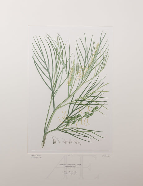 Banks Florilegium, Part 13, Plate 277