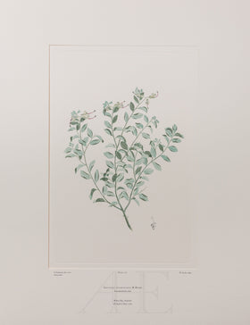 Banks Florilegium, Part 13, Plate 278