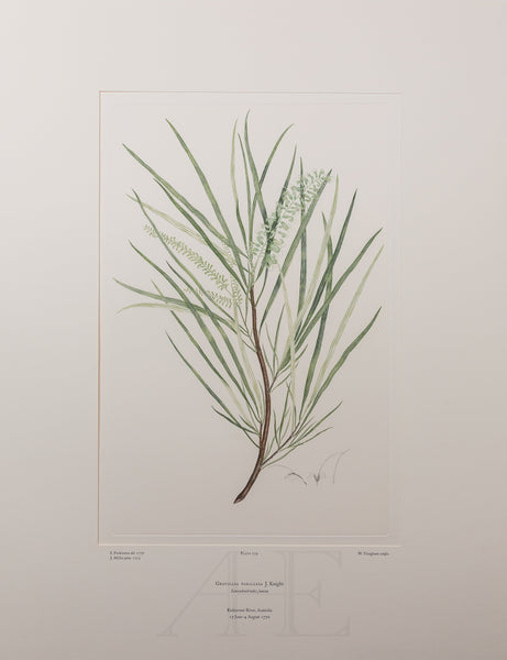 Banks Florilegium, Part 13, Plate 279