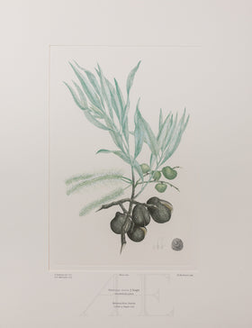 Banks Florilegium, Part 13, Plate 280