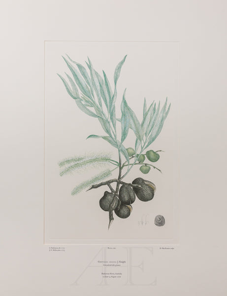 Banks Florilegium, Part 13, Plate 280