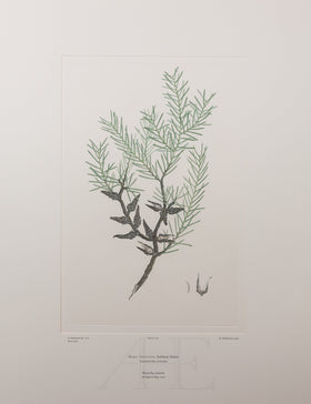 Banks Florilegium, Part 13, Plate 281