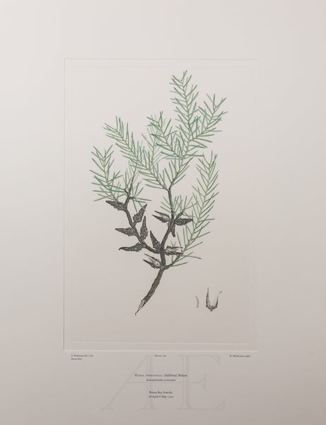 Banks Florilegium, Part 13, Plate 281