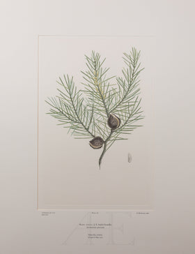 Banks Florilegium, Part 13, Plate 282