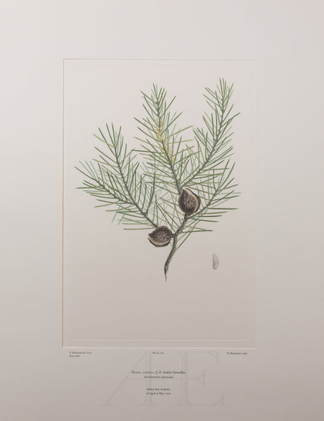 Banks Florilegium, Part 13, Plate 282