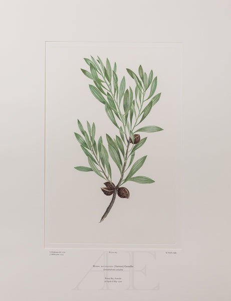 Banks Florilegium, Part 13, Plate 283