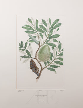 Banks Florilegium, Part 13, Plate 284