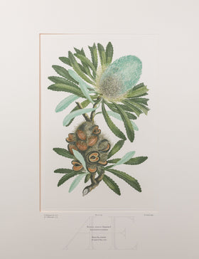 Banks Florilegium, Part 13, Plate 285