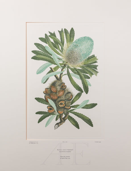 Banks Florilegium, Part 13, Plate 285