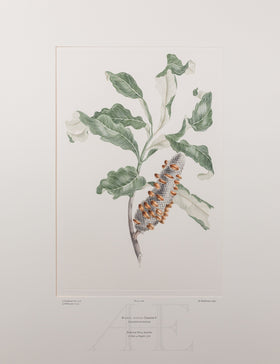 Banks Florilegium, Part 13, Plate 286