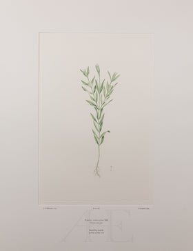 Banks Florilegium, Part 13, Plate 287