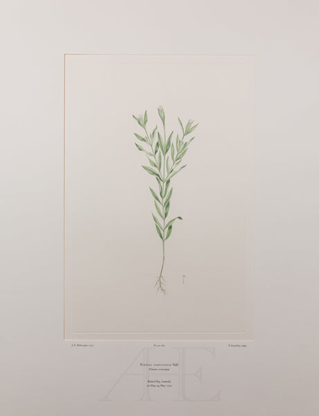 Banks Florilegium, Part 13, Plate 287