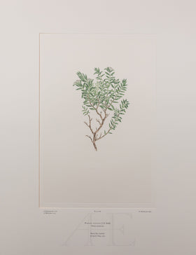 Banks Florilegium, Part 13, Plate 288