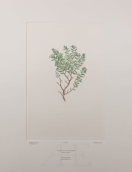 Banks Florilegium, Part 13, Plate 288