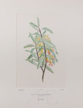 Banks Florilegium, Part 13, Plate 289