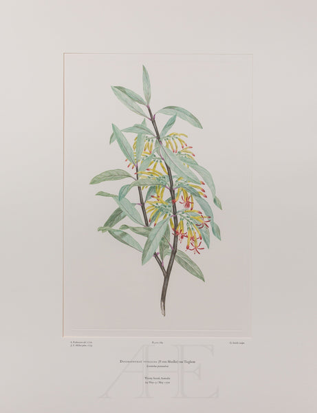 Banks Florilegium, Part 13, Plate 289