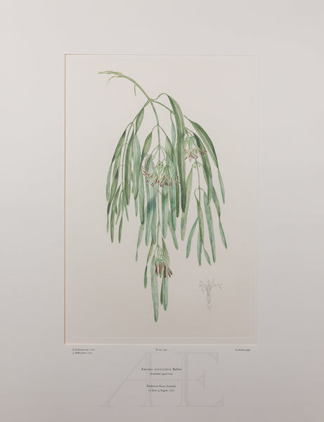 Banks Florilegium, Part 13, Plate 290