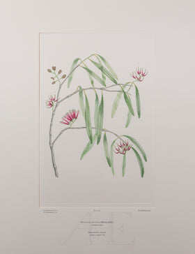 Banks Florilegium, Part 13, Plate 291