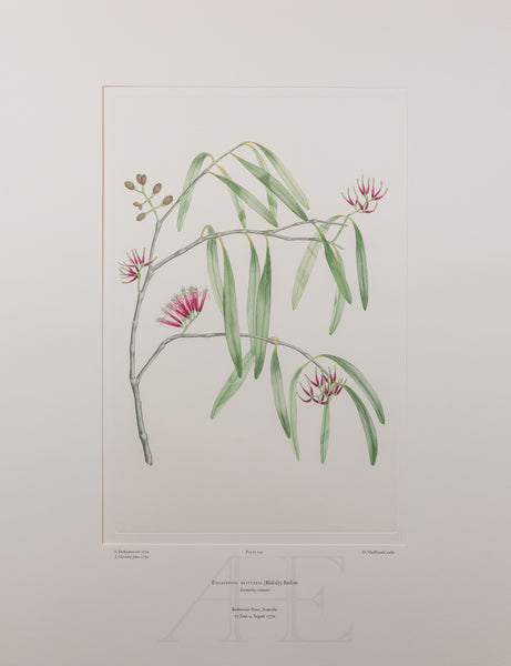 Banks Florilegium, Part 13, Plate 291