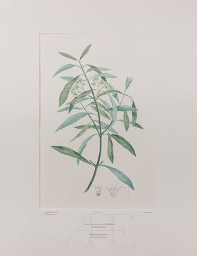 Banks Florilegium, Part 13, Plate 292