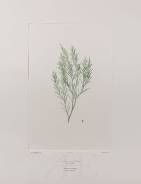 Banks Florilegium, Part 14, Plate 293