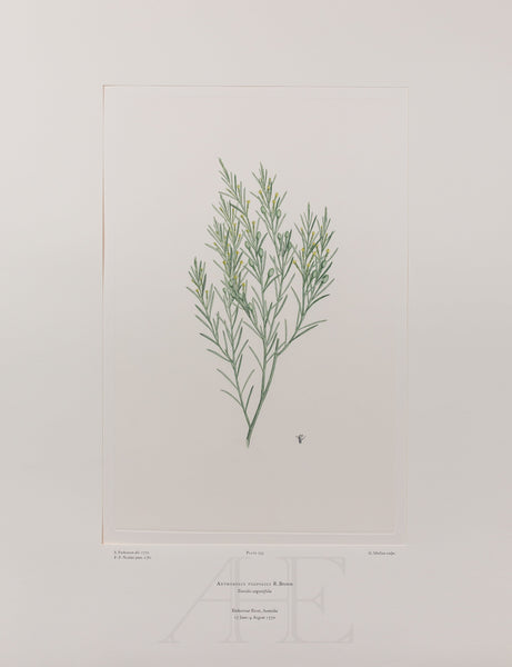 Banks Florilegium, Part 14, Plate 293